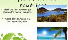 ¿Cuáles son los tipos de biomas acuáticos?