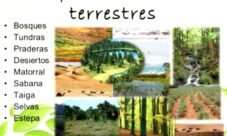 ¿Cuáles son los tipos de biomas terrestres?