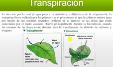 ¿Qué es la transpiración en el ciclo del agua?