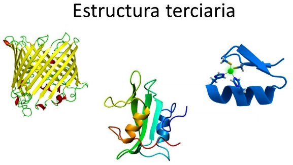 Estructura terciaria de las proteínas