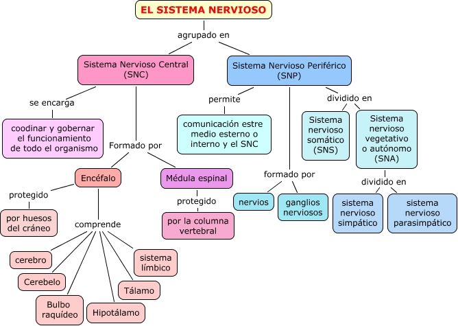 Cuadro sinóptico del sistema nervioso