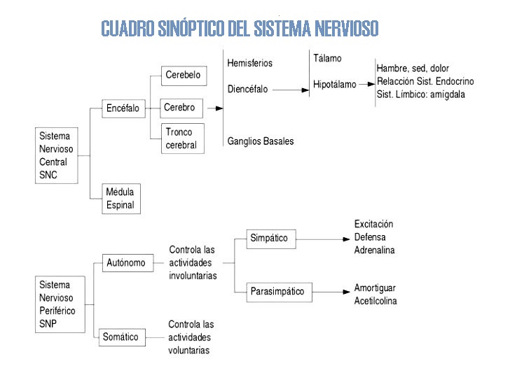 Cuadro sinóptico del sistema nervioso